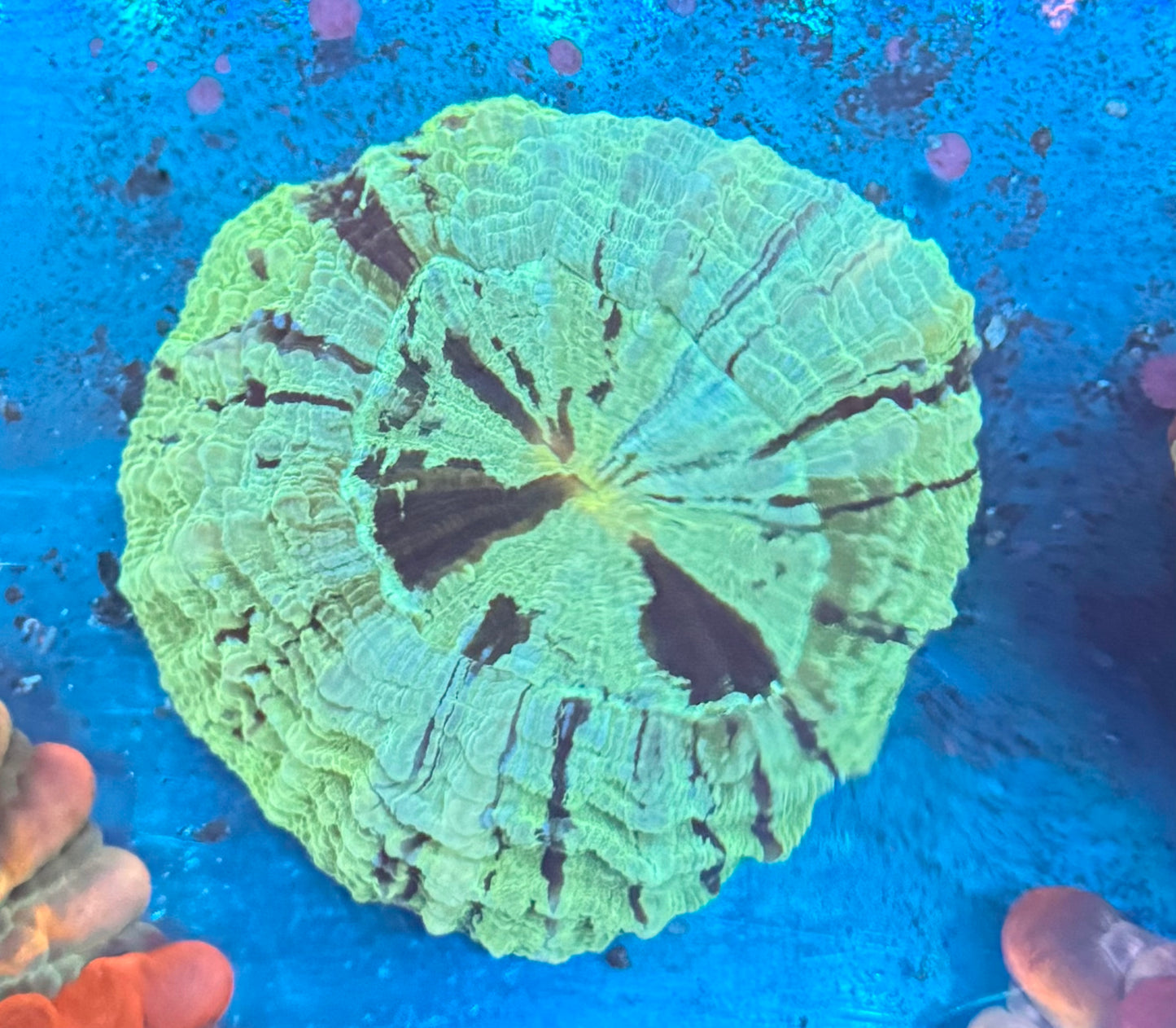 Green Splatter Acantho