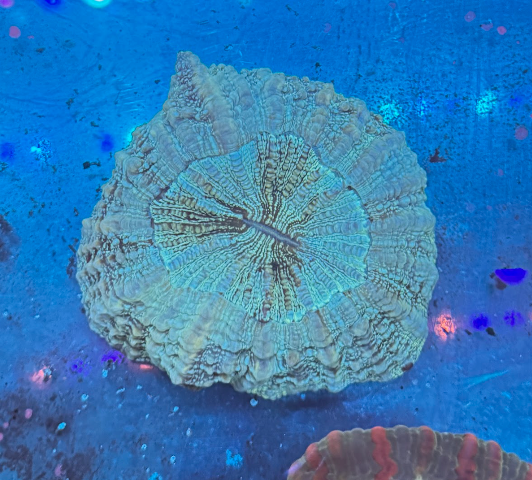 Blue Glitter Acantho