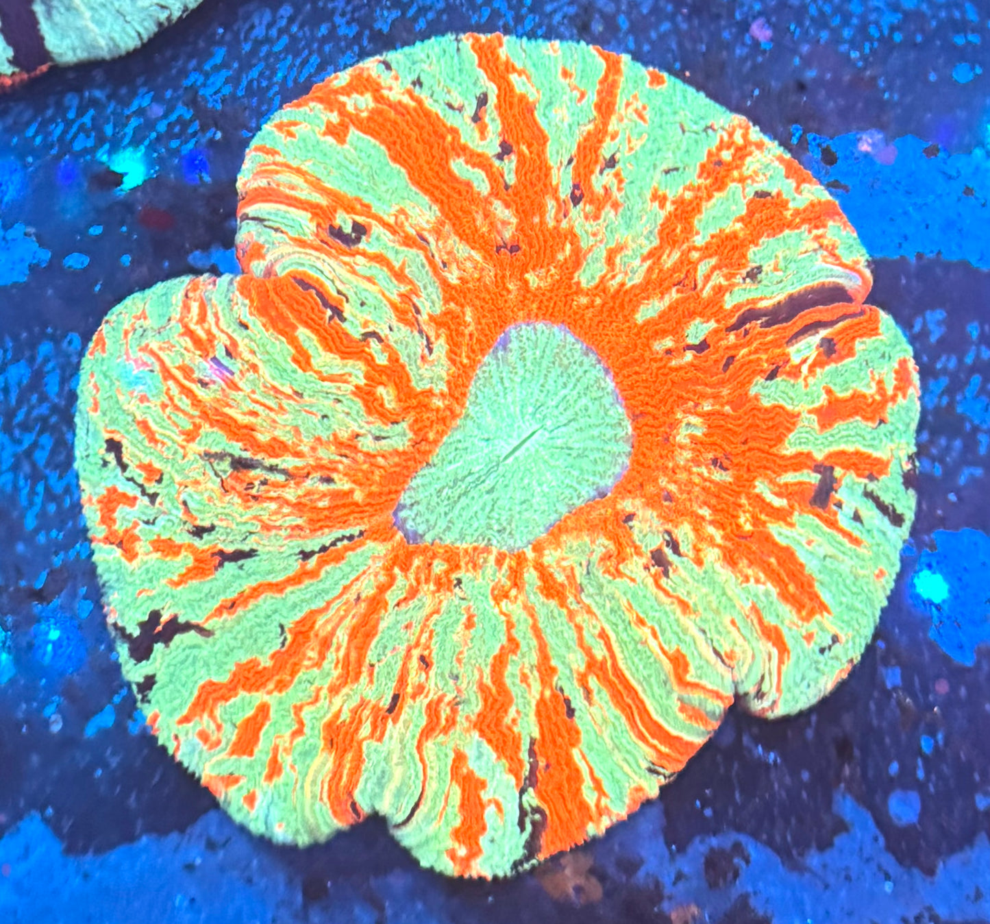 Rainbow Trachy