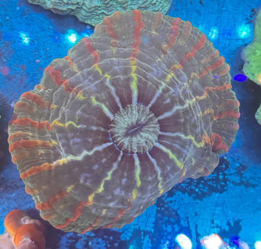 Monster Eye Indophyllia