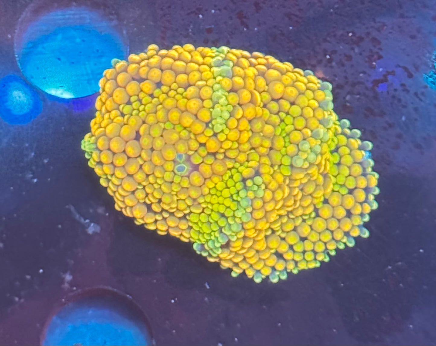 Orange Ricordea
