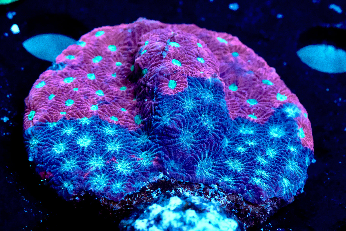 3" Favia
