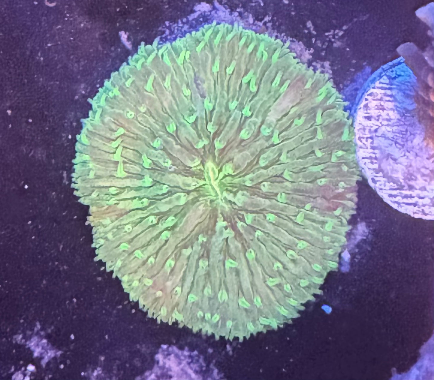 Yellow/Green Plate