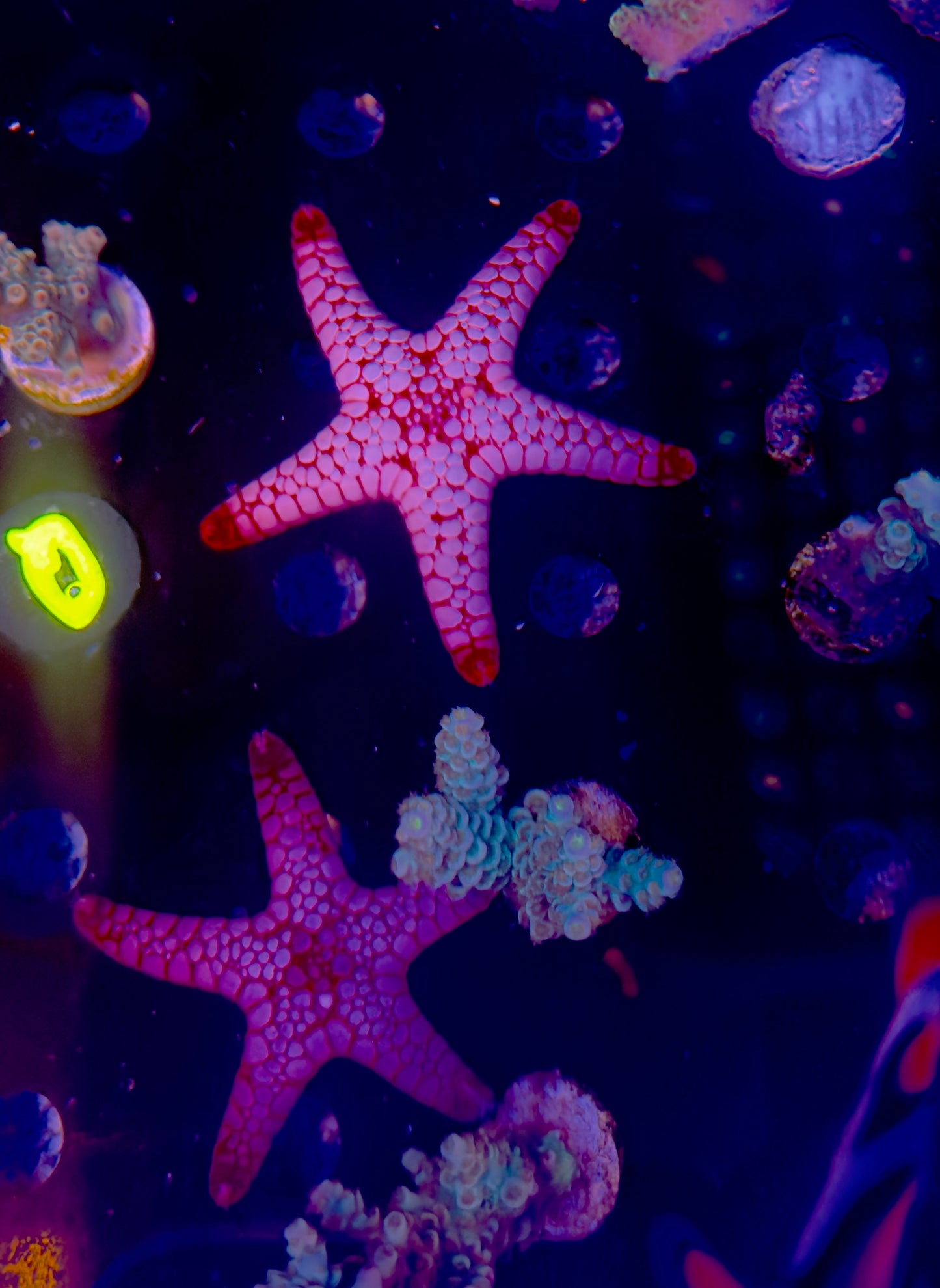 Volcano Sea Star