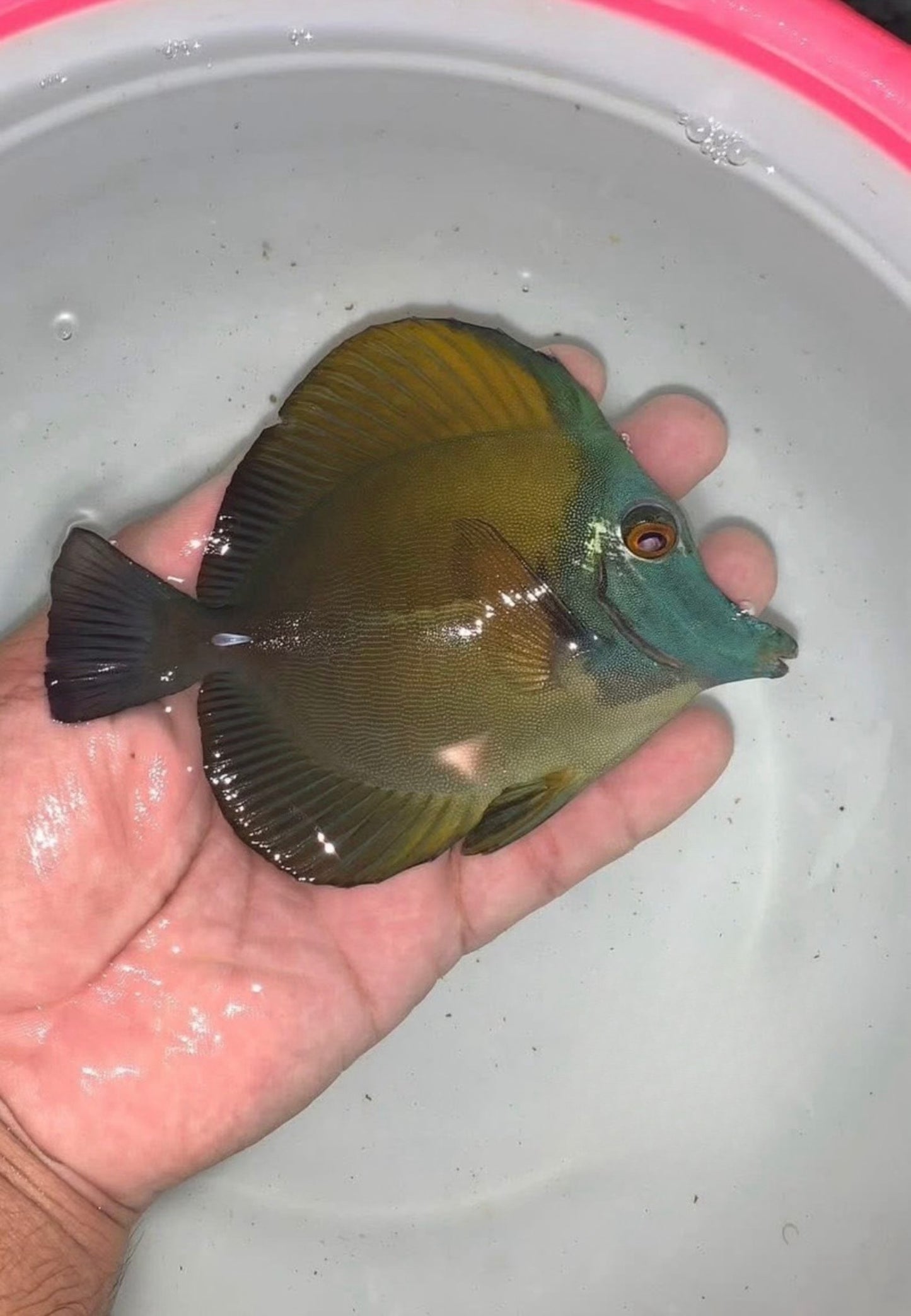 Koi Tang A12