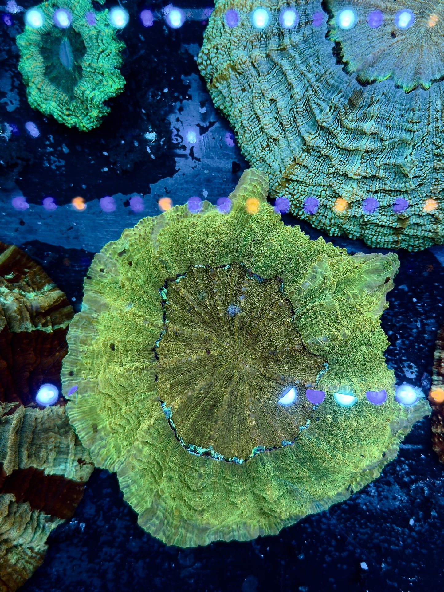 Large Green-Yellow Acantho