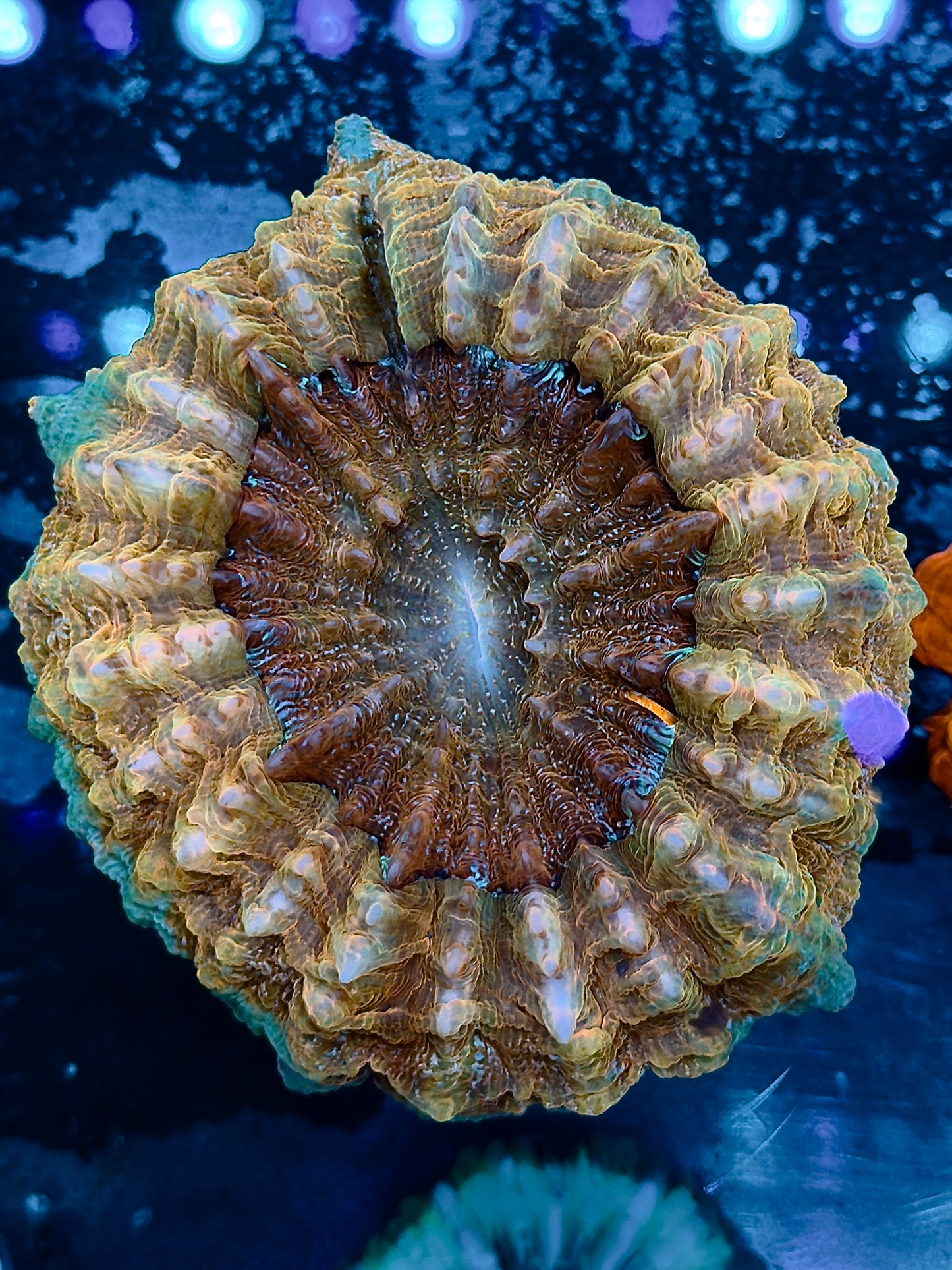 Teal and Yellow Acantho