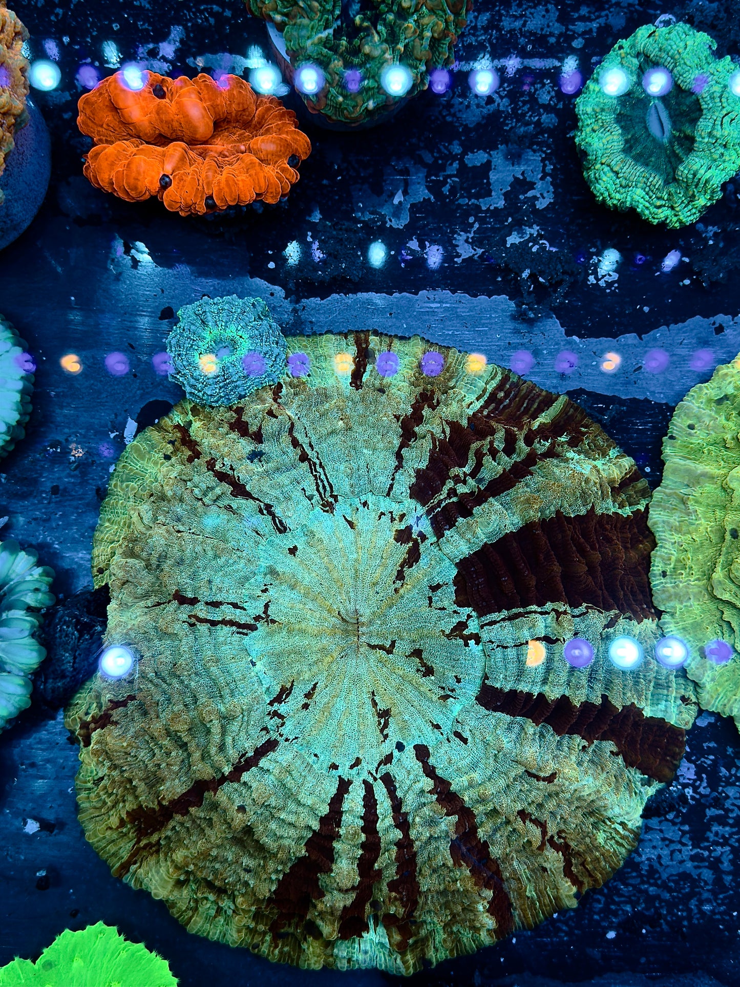 Monster Striped Acantho