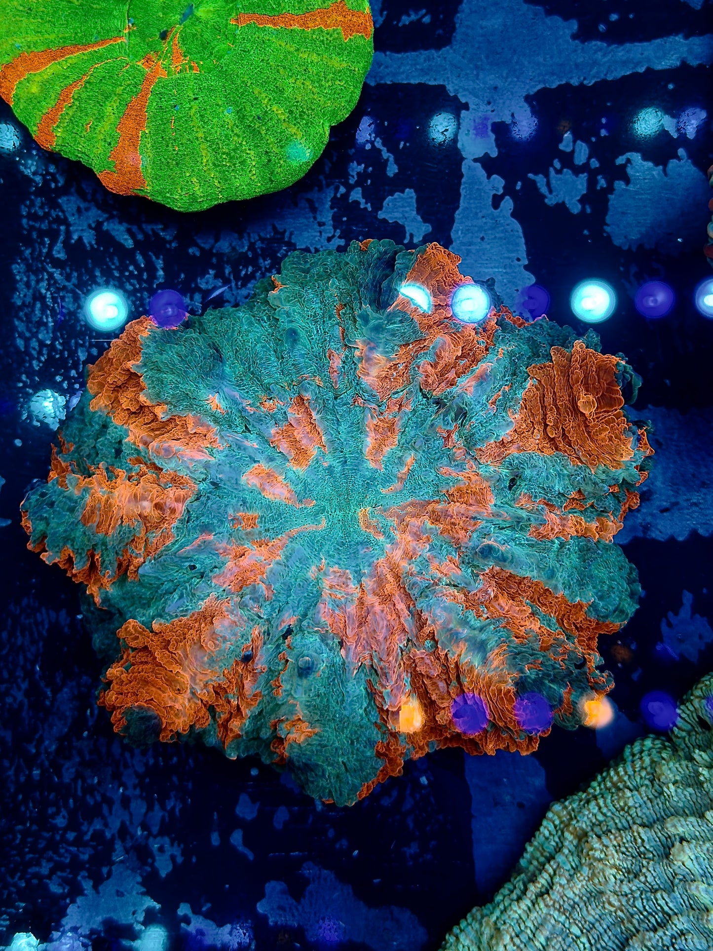Teal and Orange Acantho