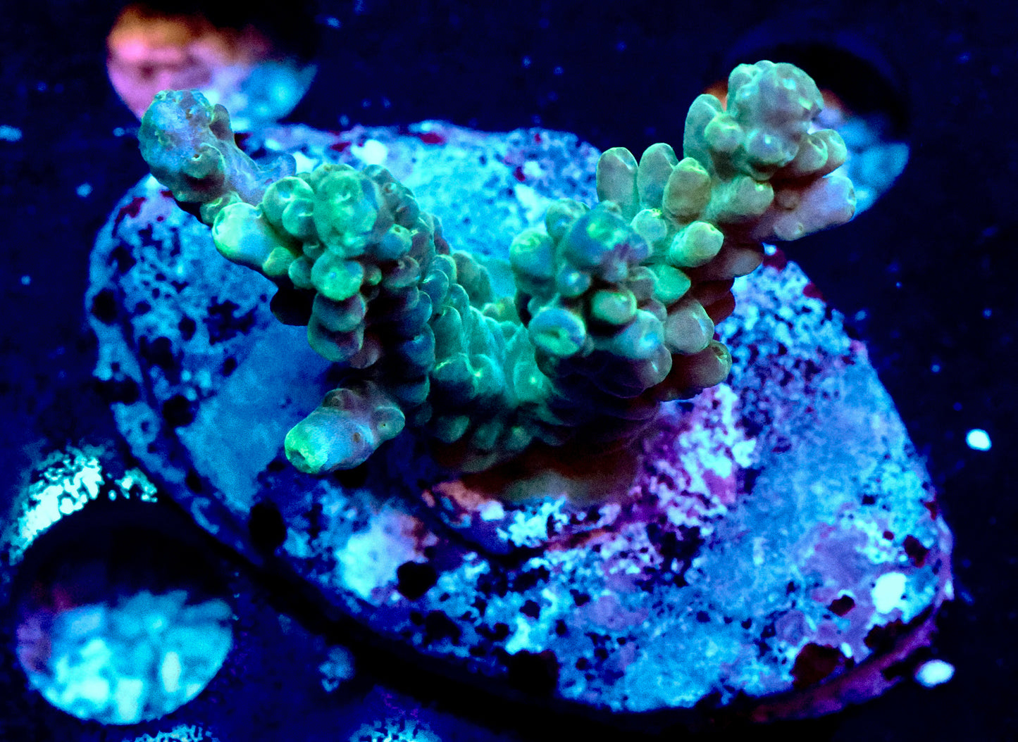 Green Acro