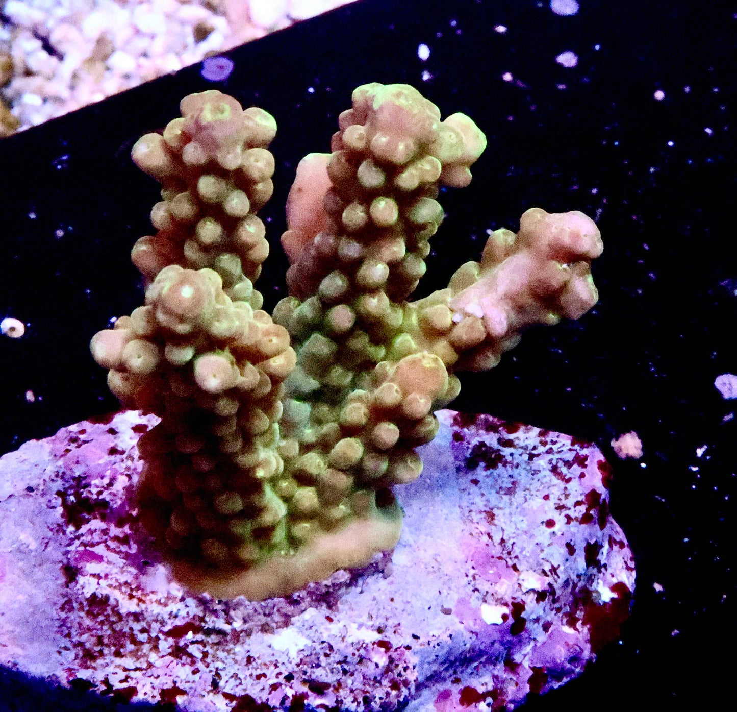 Pink and Green acro