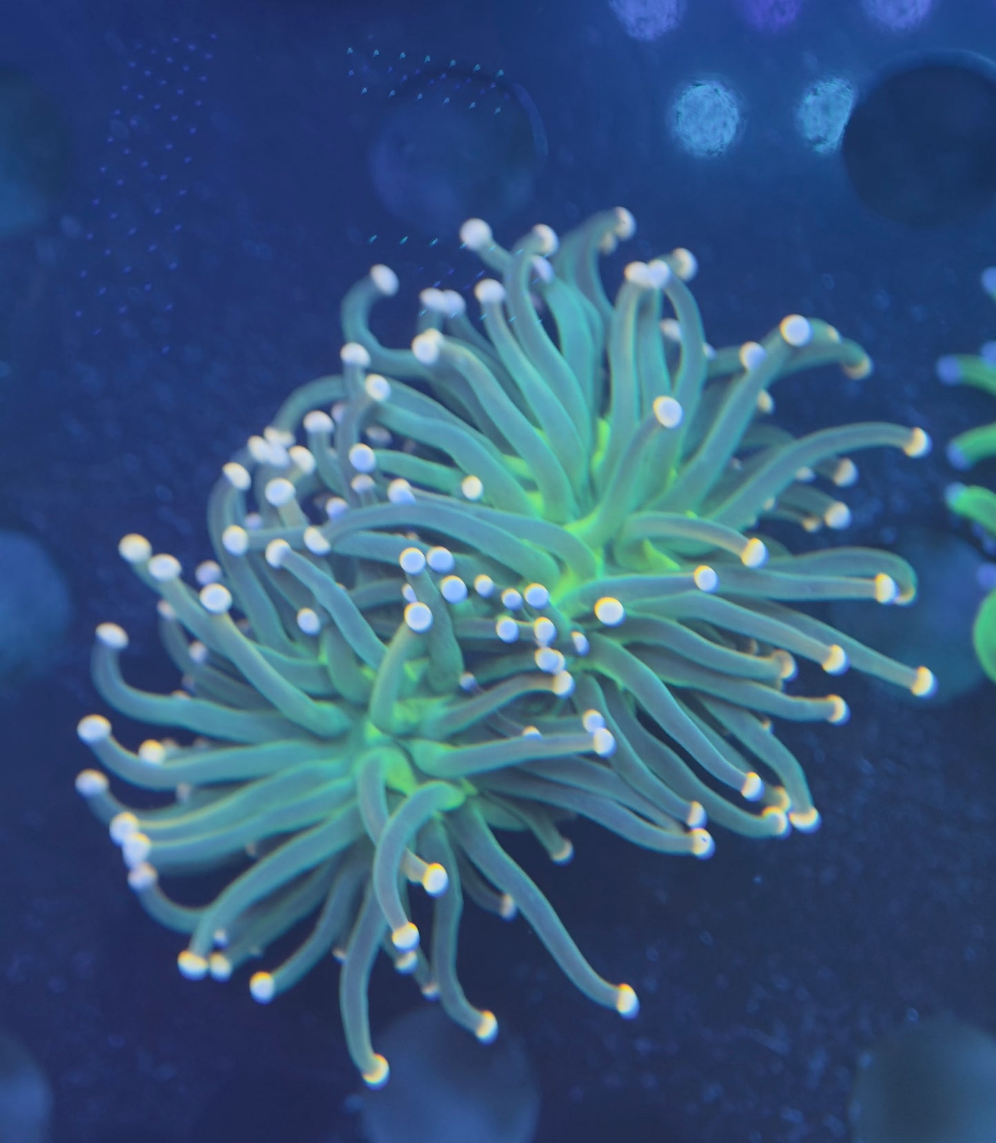 Cotton Candy Torch - Splitting