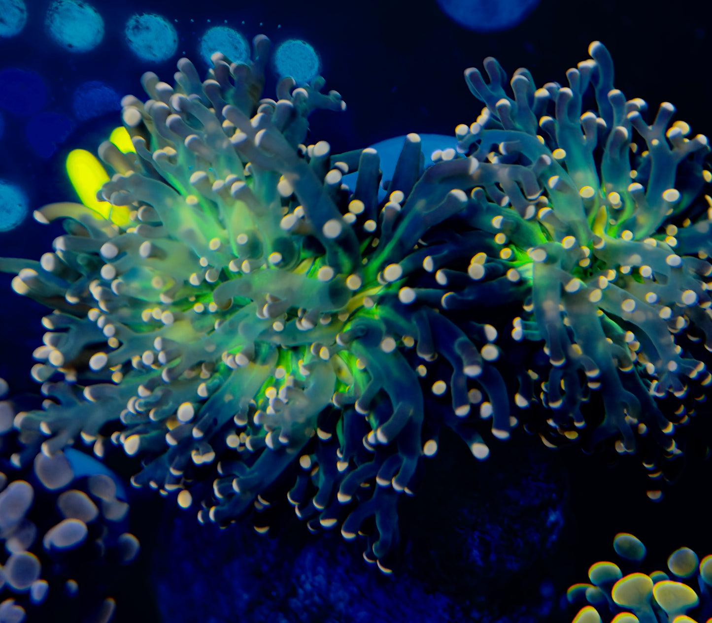 Double Head Cookie Monster Frog Spawn