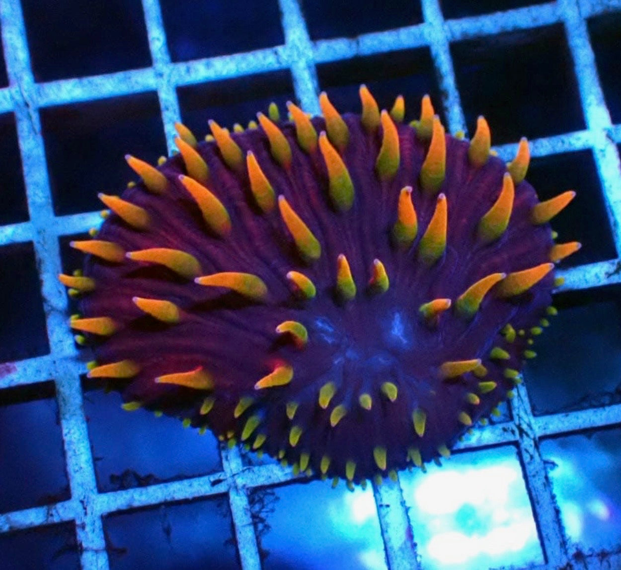 Purple Monster Plate Coral