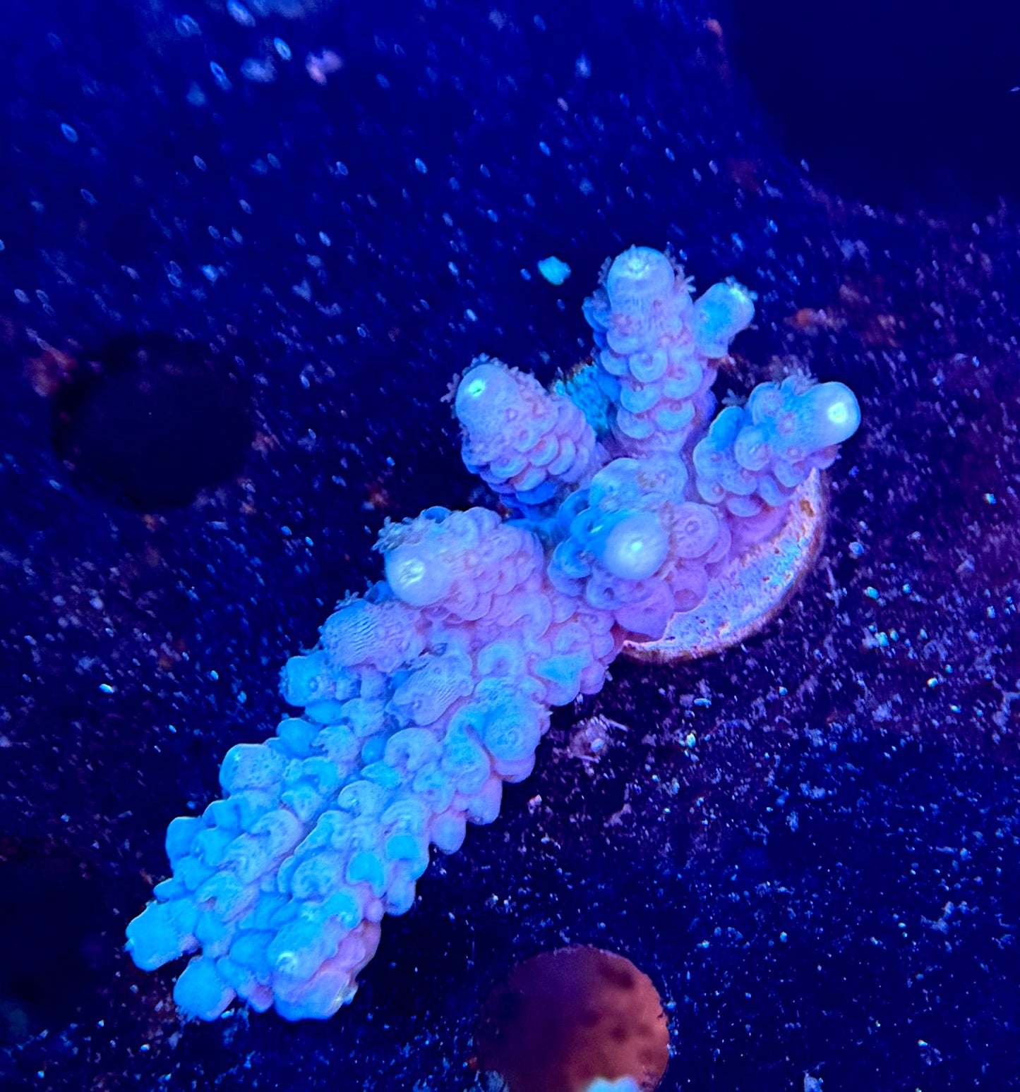 Acro Frag 001