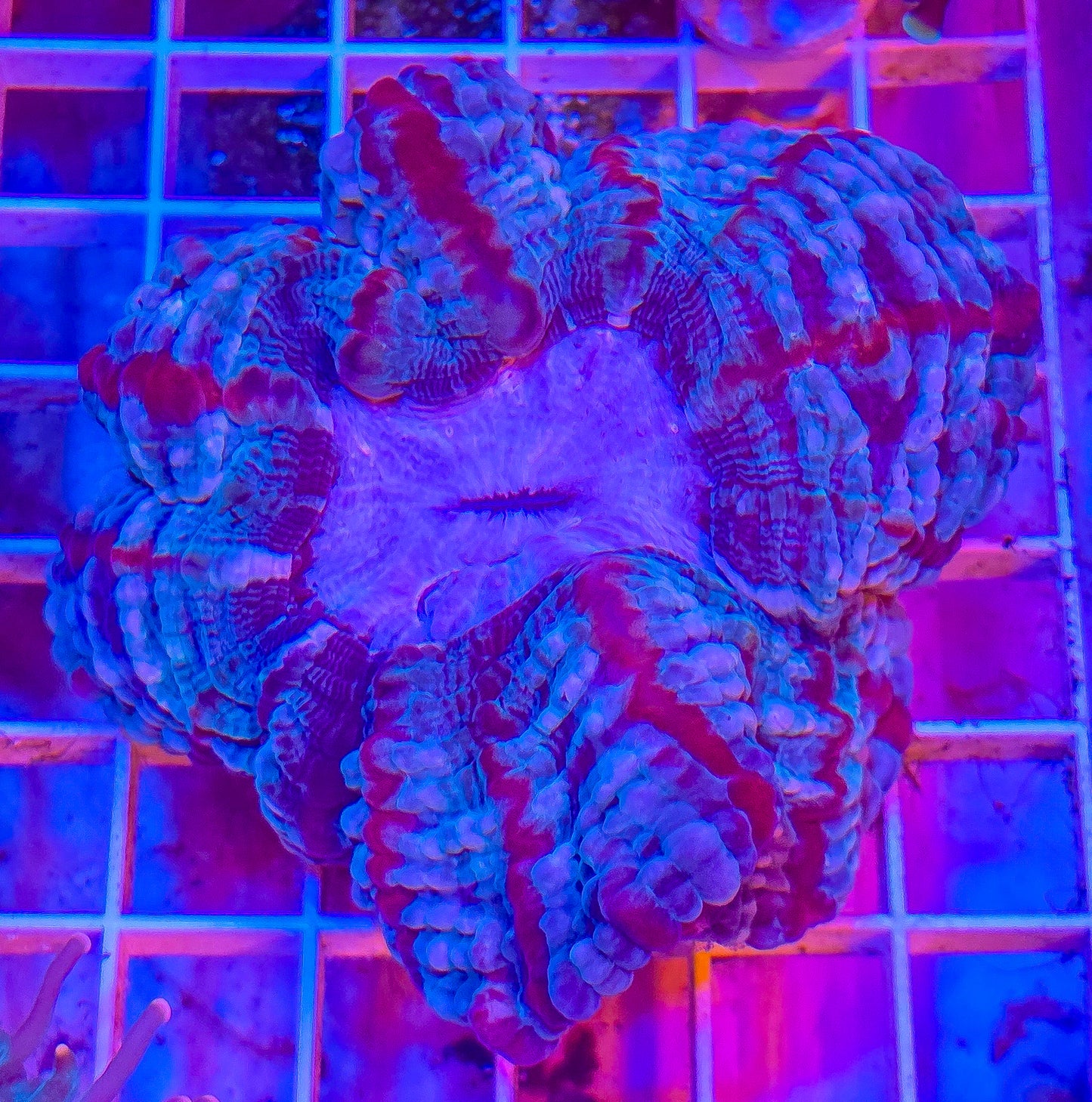 Indophyllia