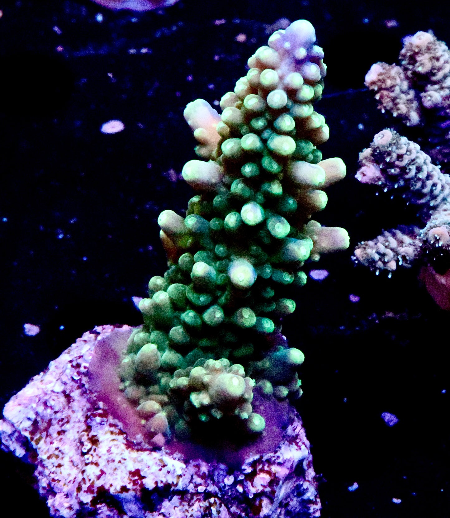 Large Acro