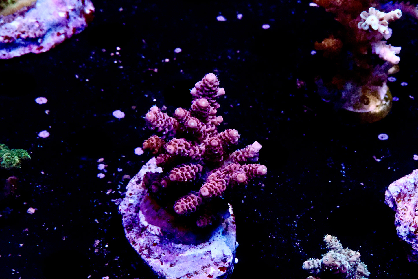 Pink Milli Colony