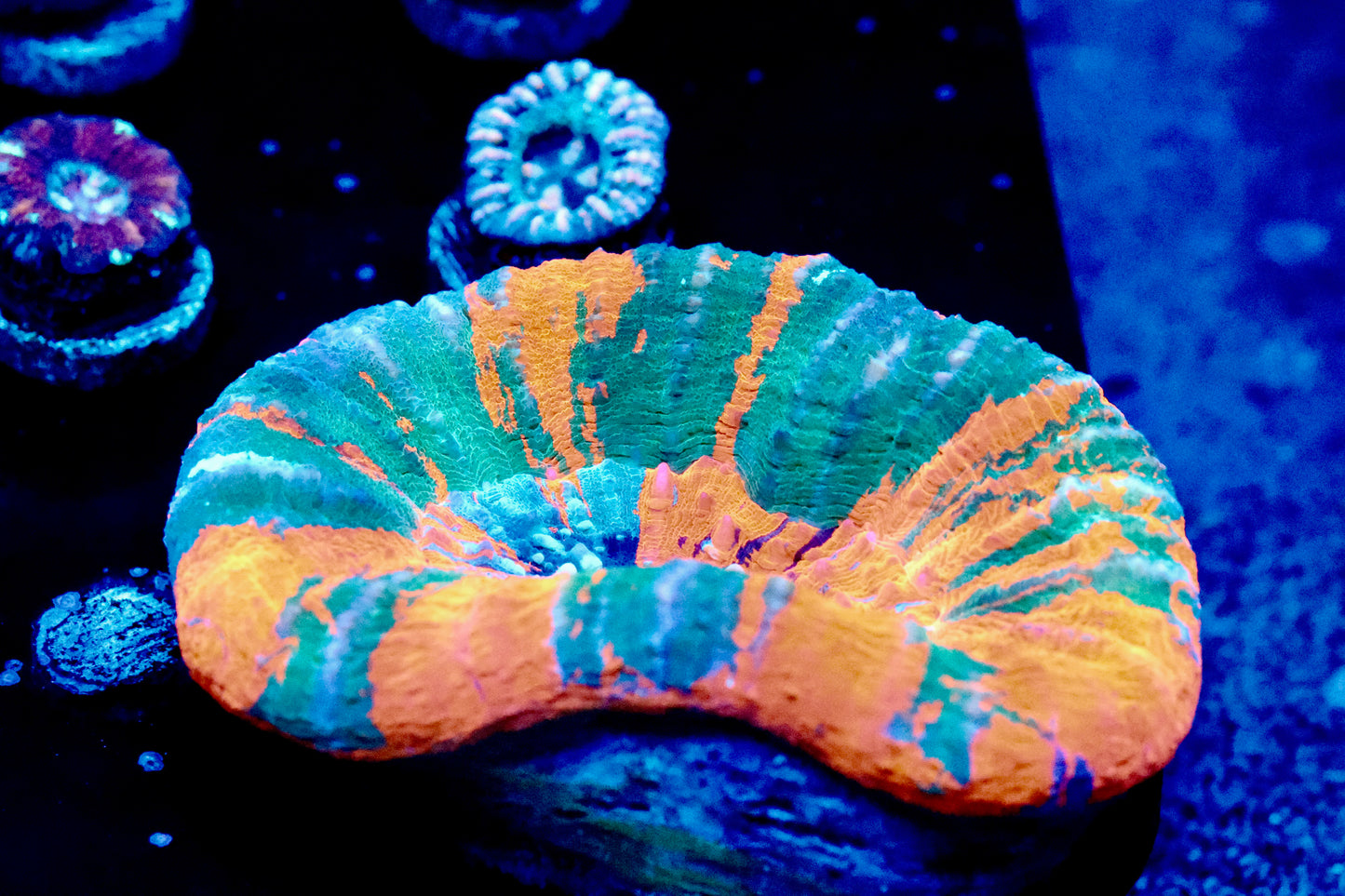 Multi Colored Scoly