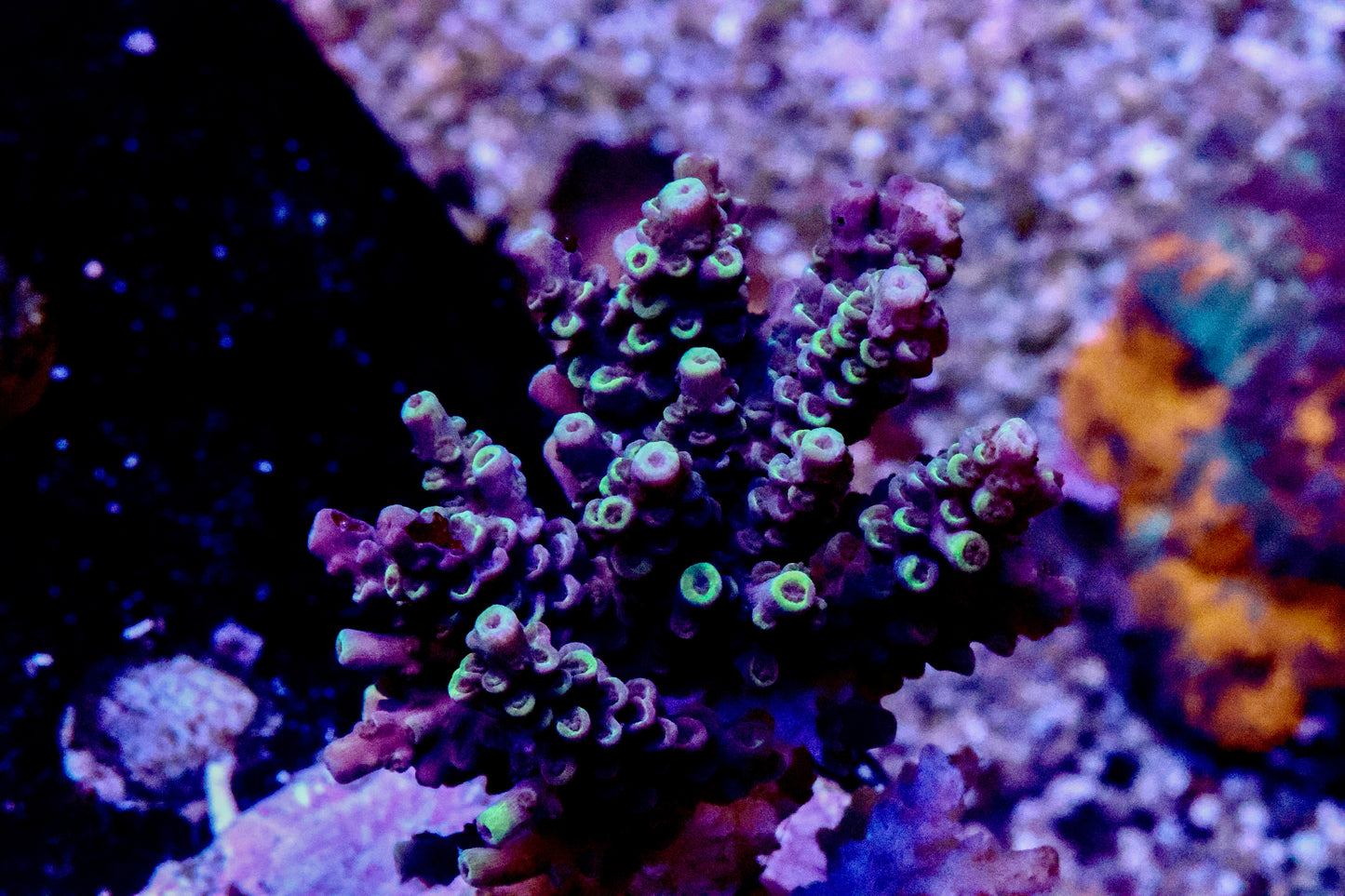 Tenuis Mini Colony