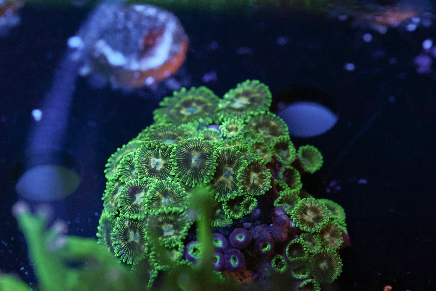 Green Zoa Colony