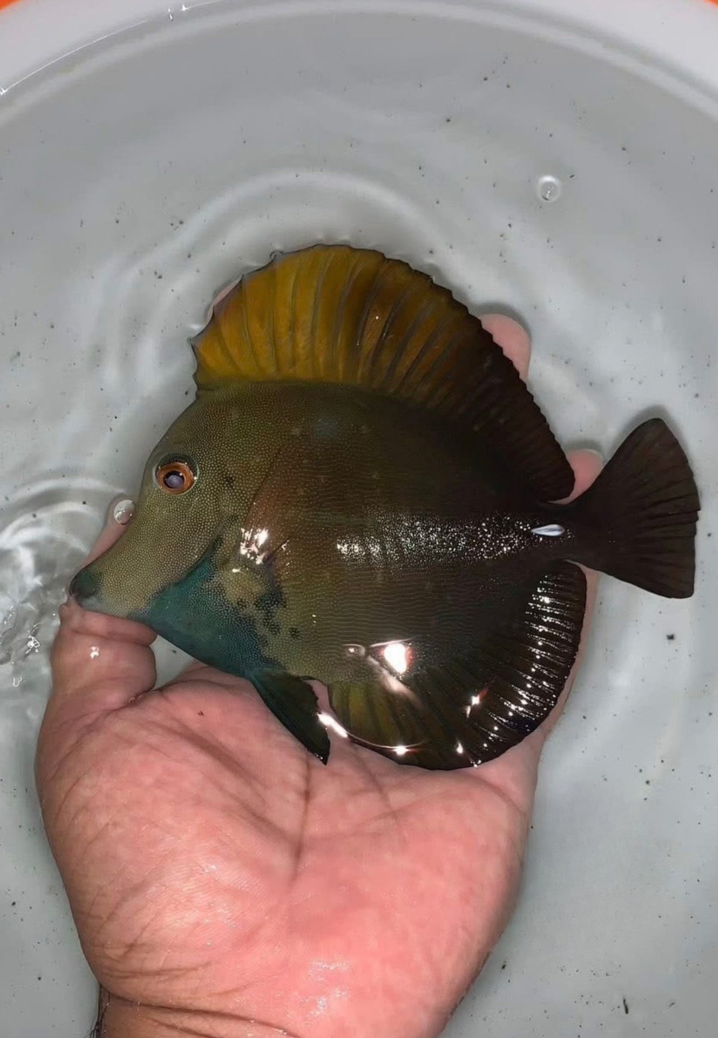 Koi Tang C1