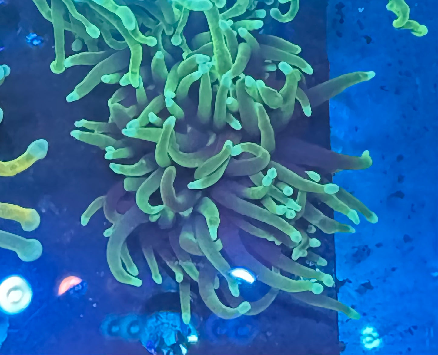 Blacklight Torch
