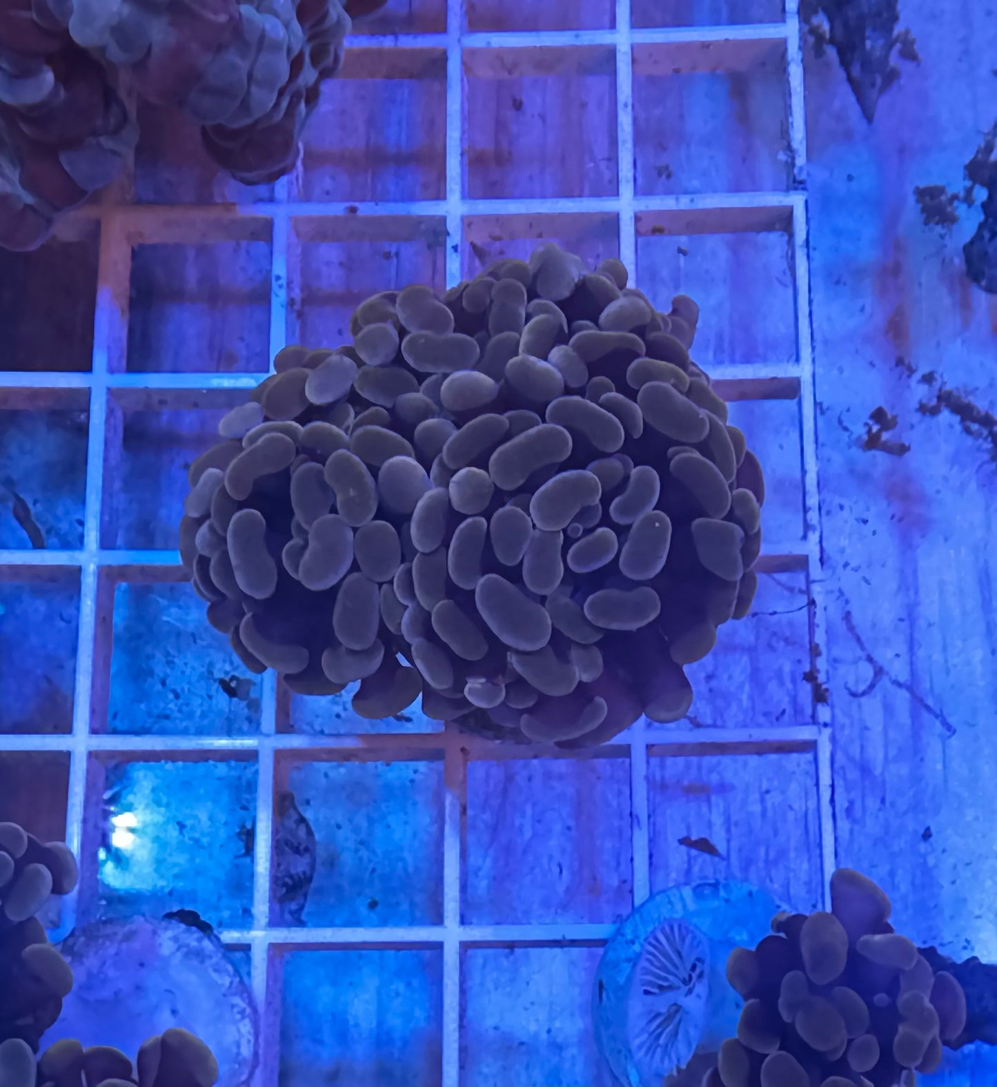 Peach Branching Hammer
