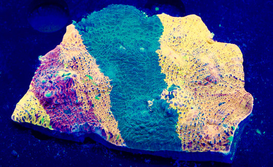 Meltdown Chalice 1- Auction