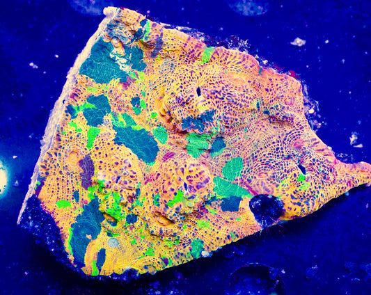 Meltdown Chalice 2- Auction