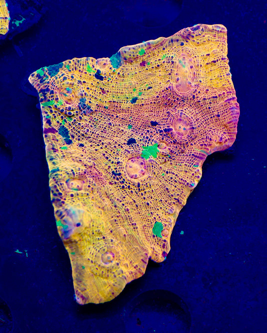 Meltdown Chalice 3- Auction