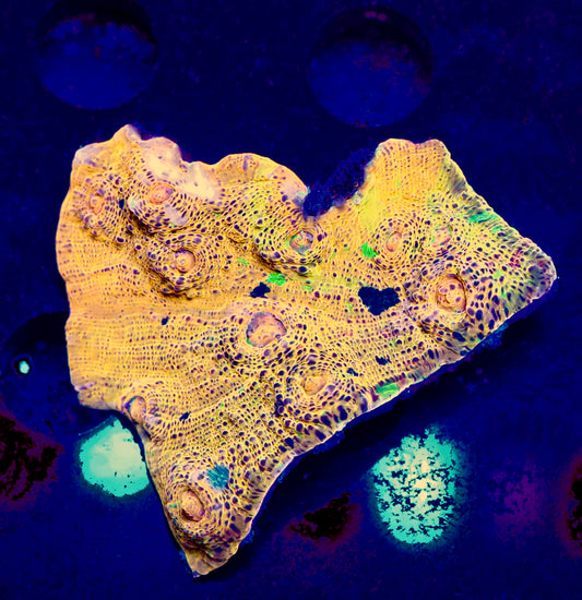 Meltdown Chalice 5- Auction