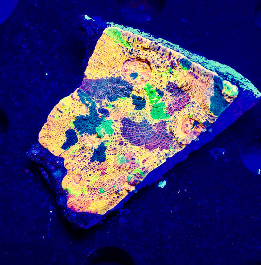 Meltdown Chalice 6- Auction