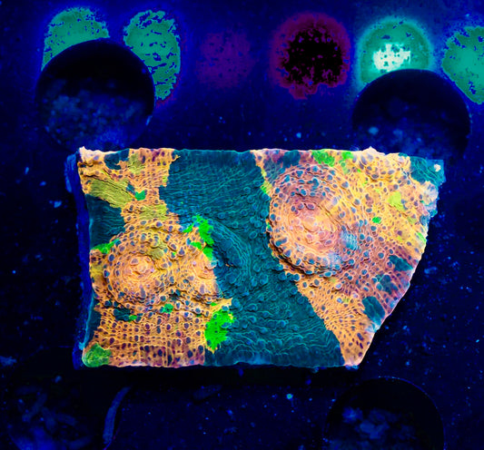 Meltdown Chalice 7- Auction