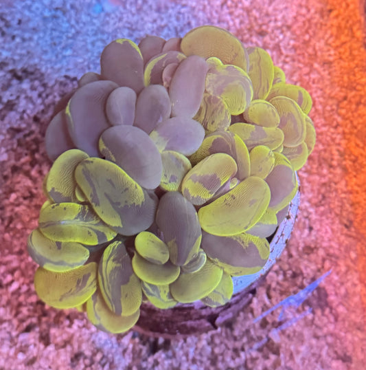 Green Bubble Coral