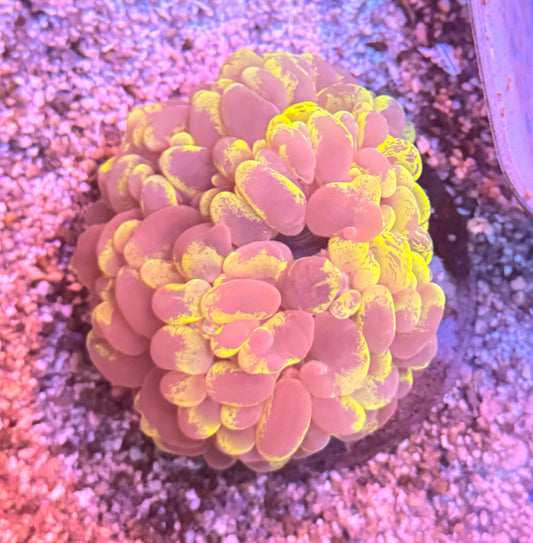 Large Green Bubble Coral