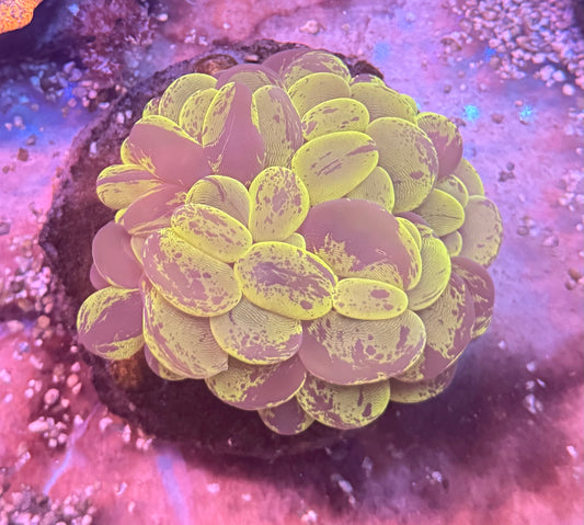 Bright Green Bubble Coral