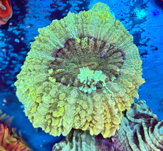 Green/Yellow Acantho