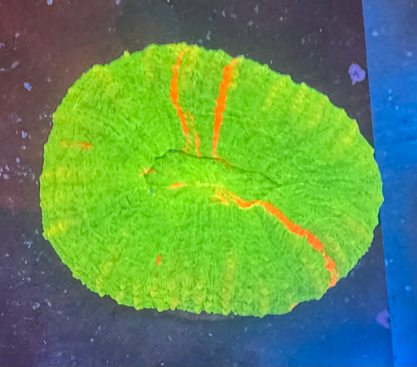 Bleeding Apple Scoly