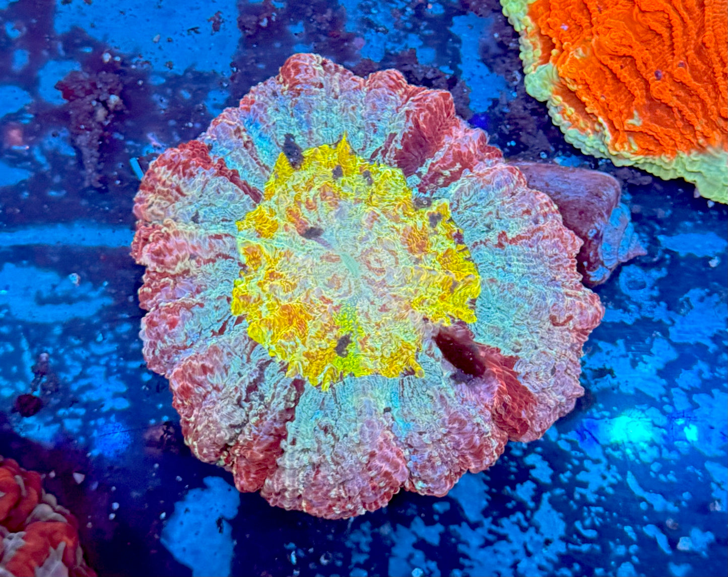 Sweet Tart Acantho