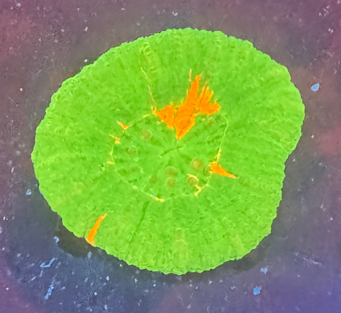 Bleeding Apple Scoly 2