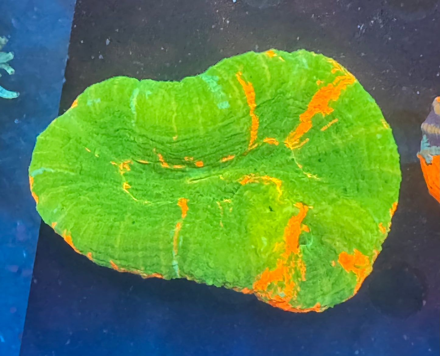 Bleeding Apple Scoly 3