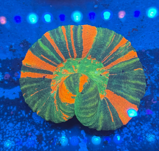 Insane Orange and Green Scoly