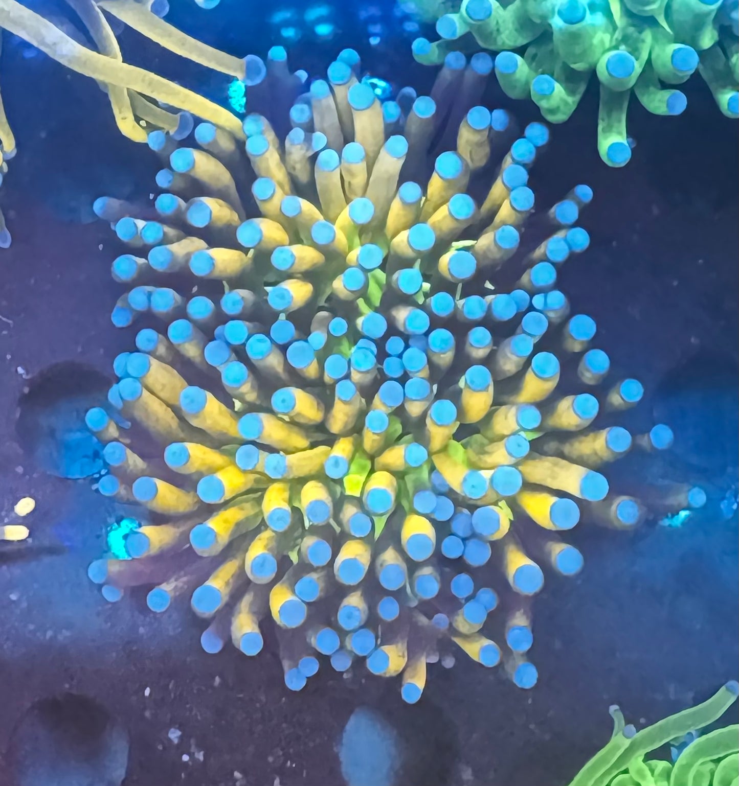 Multi-Head Tiger Banana Torch