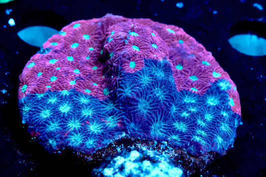 3" Favia