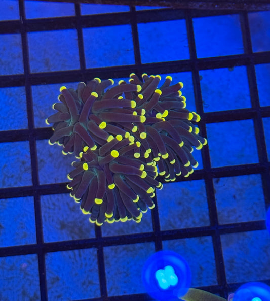 3 Headed Black Gold Torch