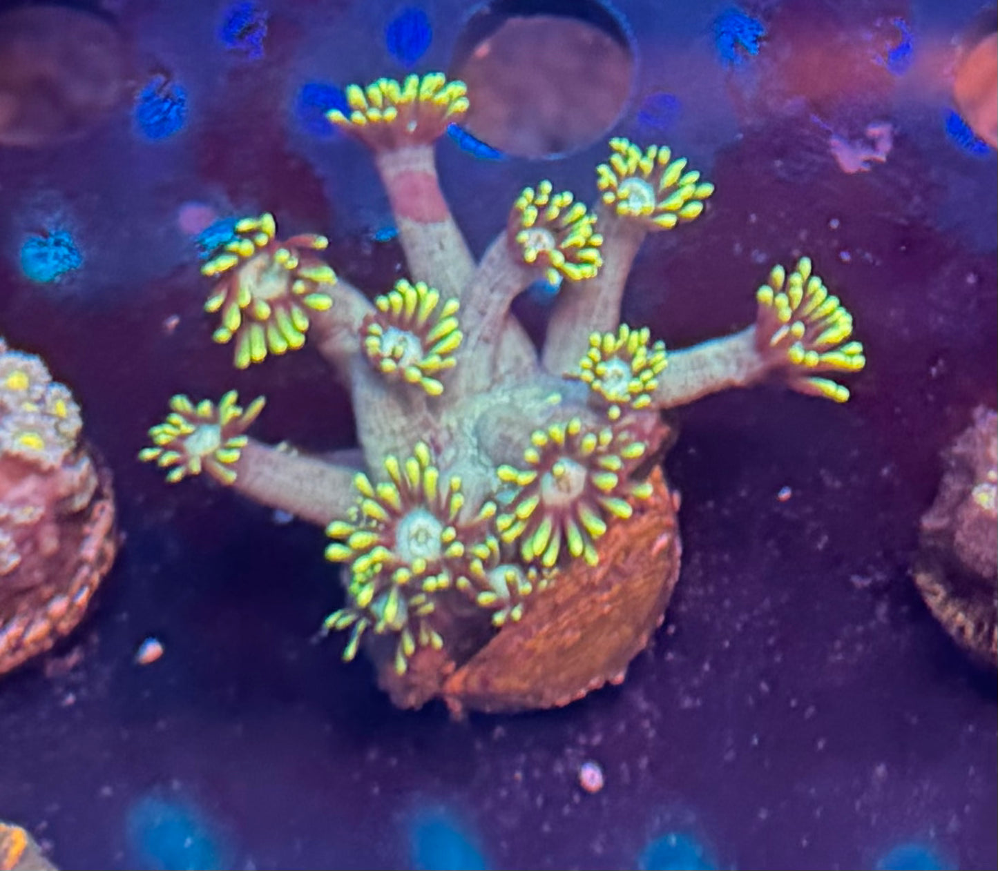 Green Goniopora