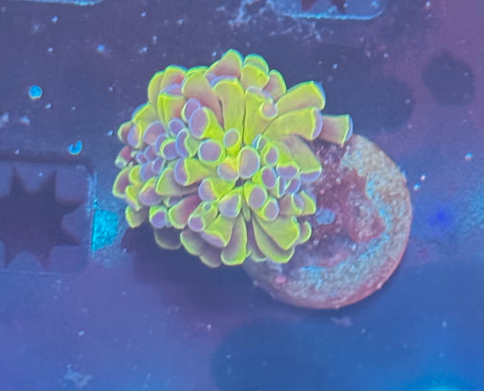 Hologram Type Hammer