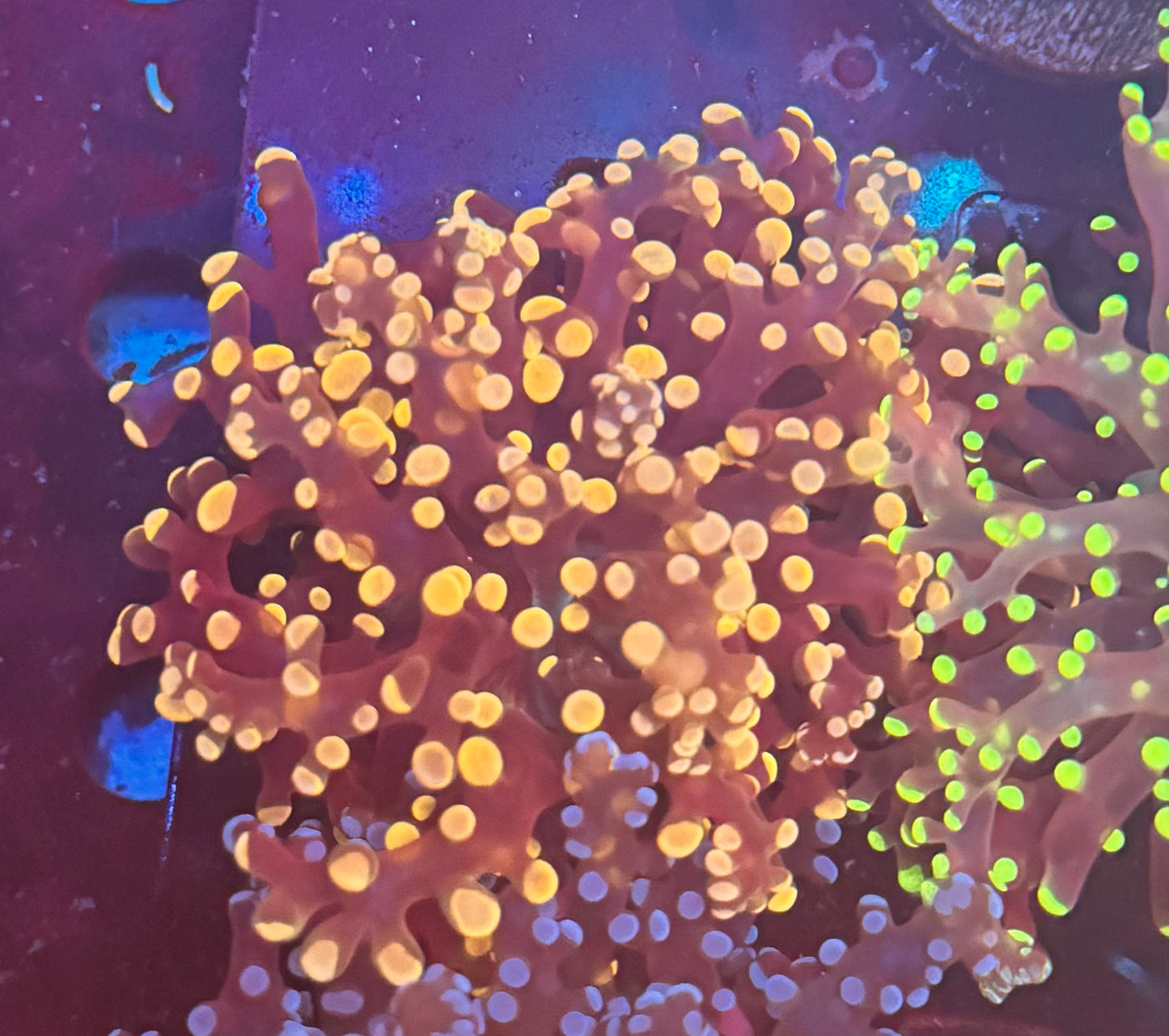 Yellow Tip Octospawn