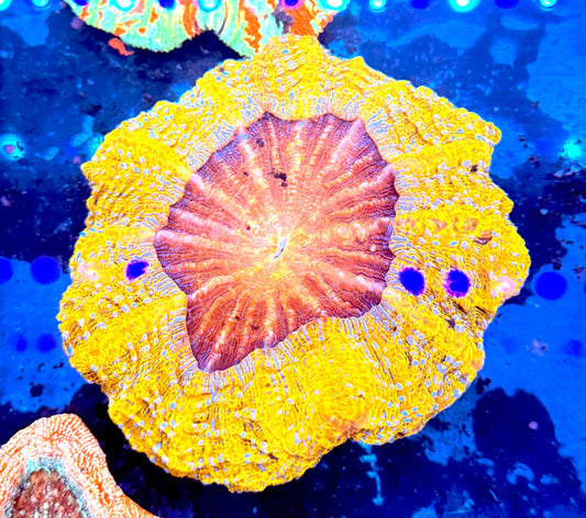 INSANE Yellow/Red Acantho